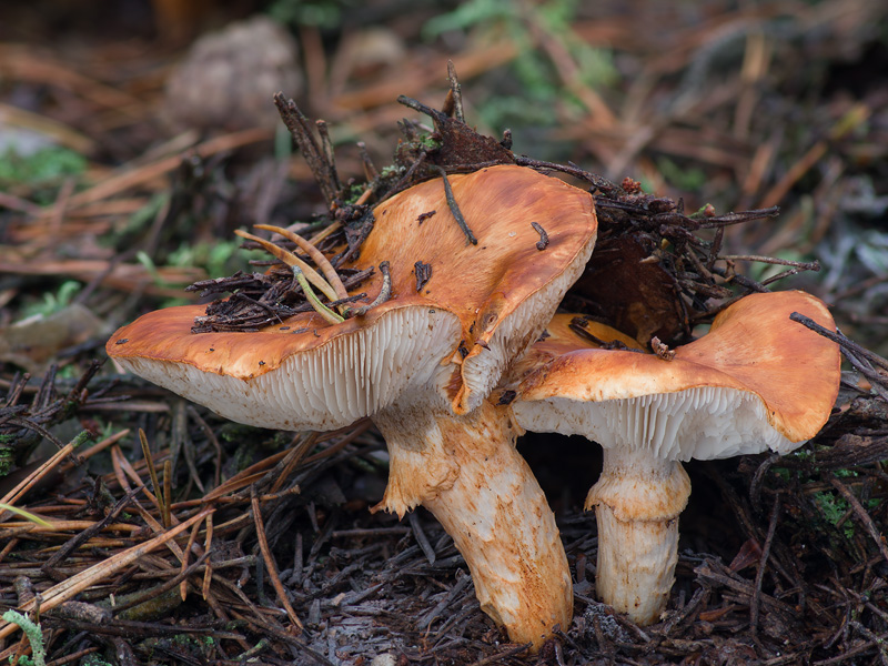 Tricholoma focale